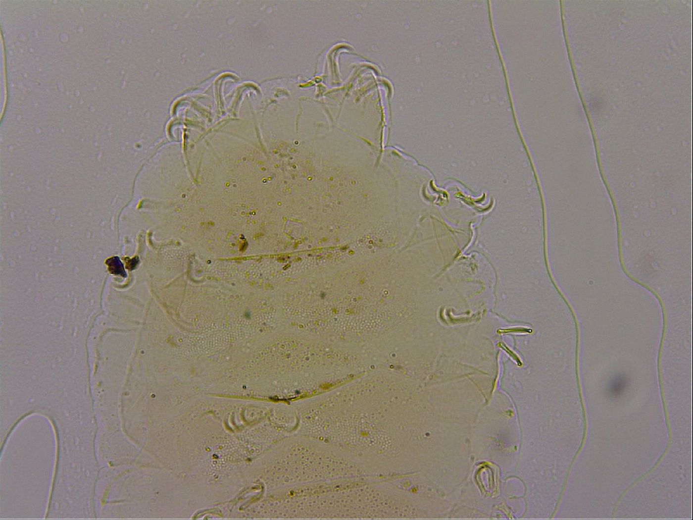 Echiniscus marginoporus image