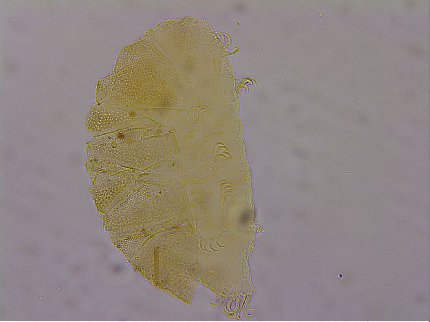 Echiniscus marginoporus image