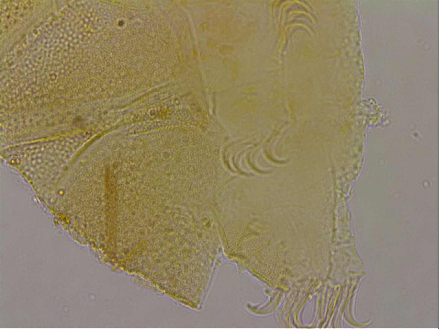 Echiniscus marginoporus image