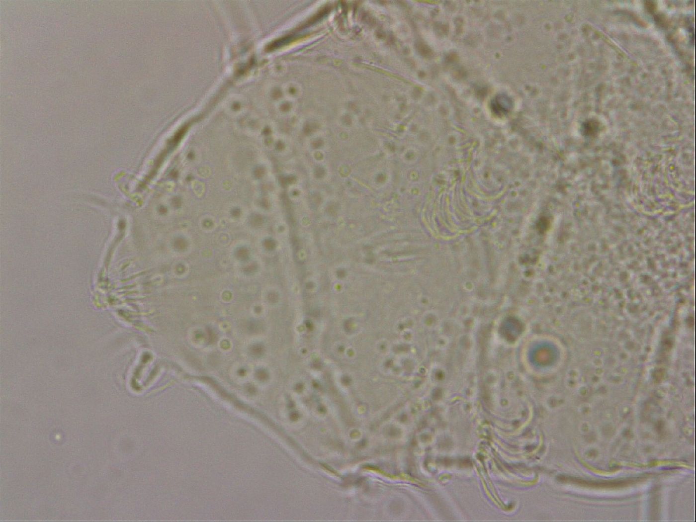 Echiniscus merokensis suecicus image