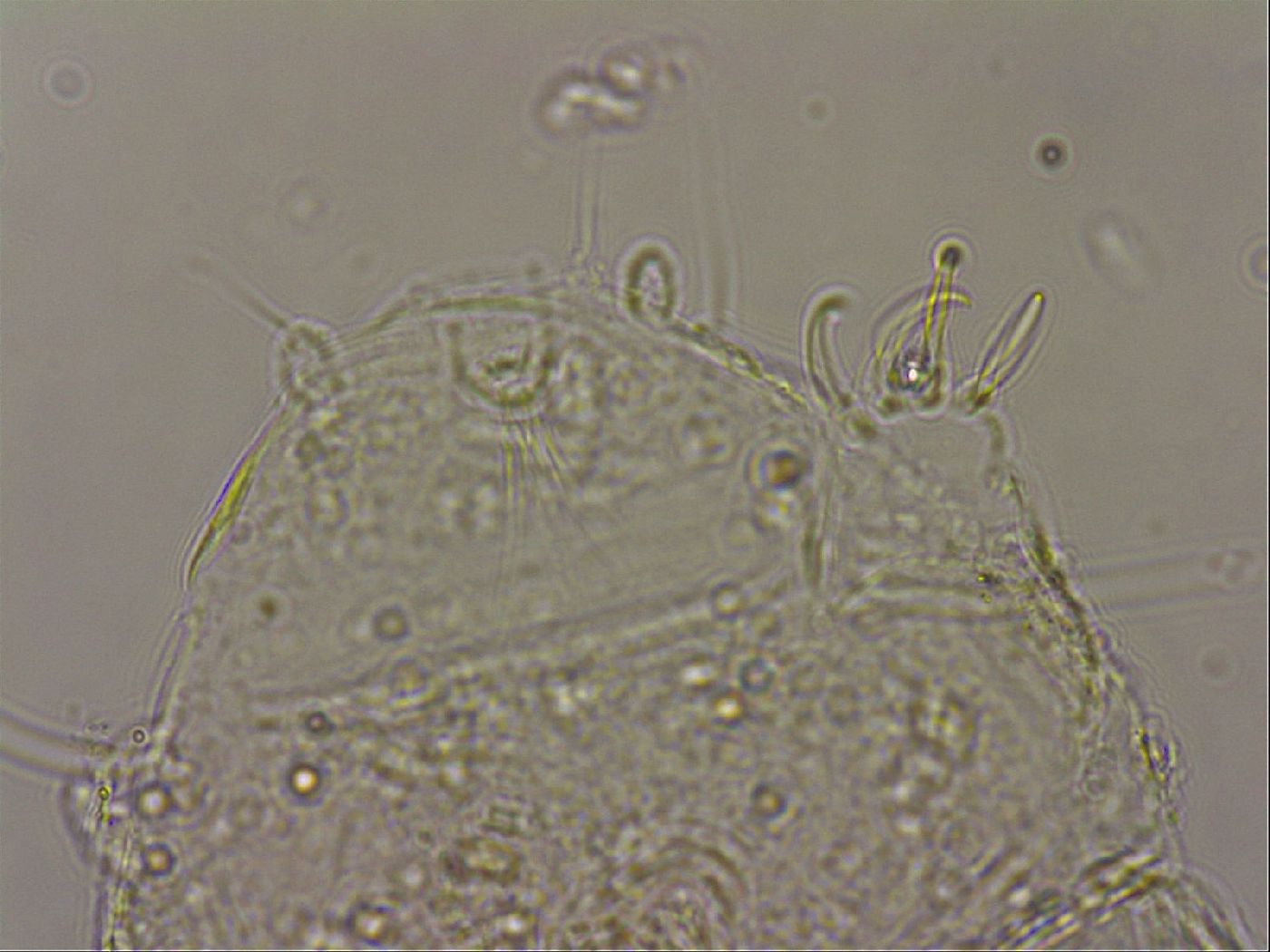 Echiniscus merokensis image