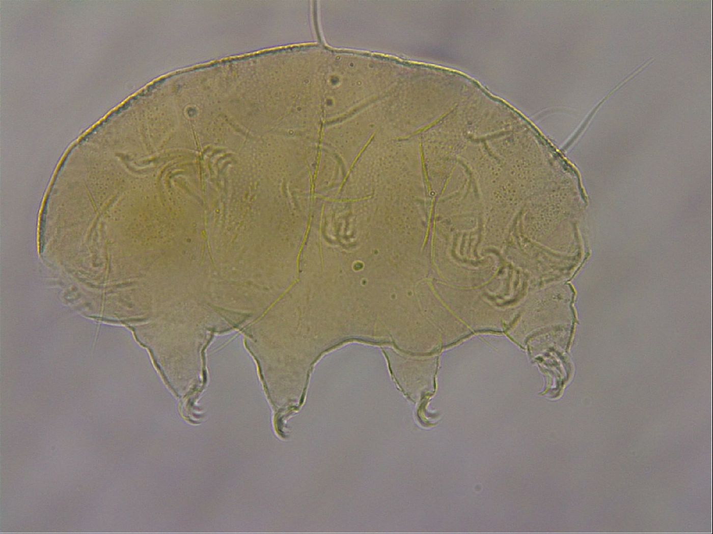 Echiniscus merokensis image