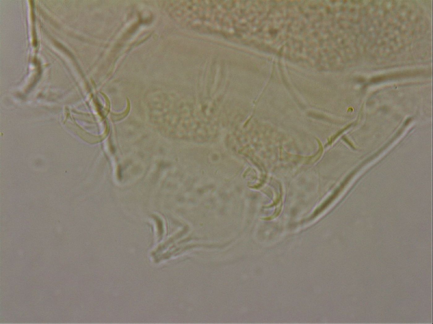 Echiniscus merokensis image