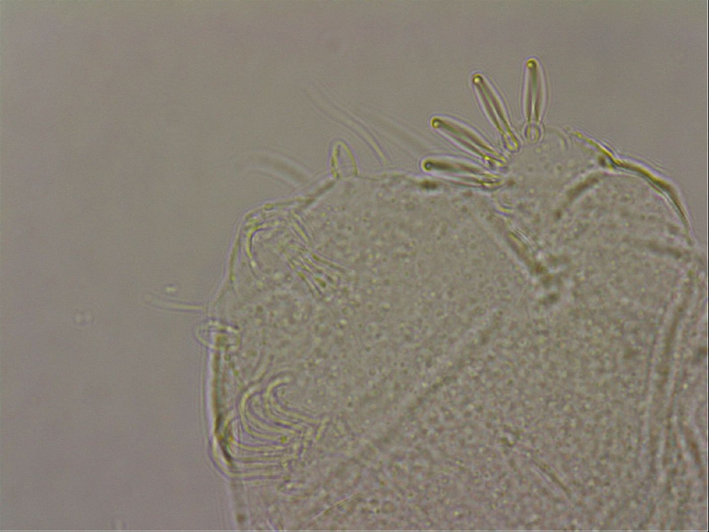 Echiniscus merokensis image