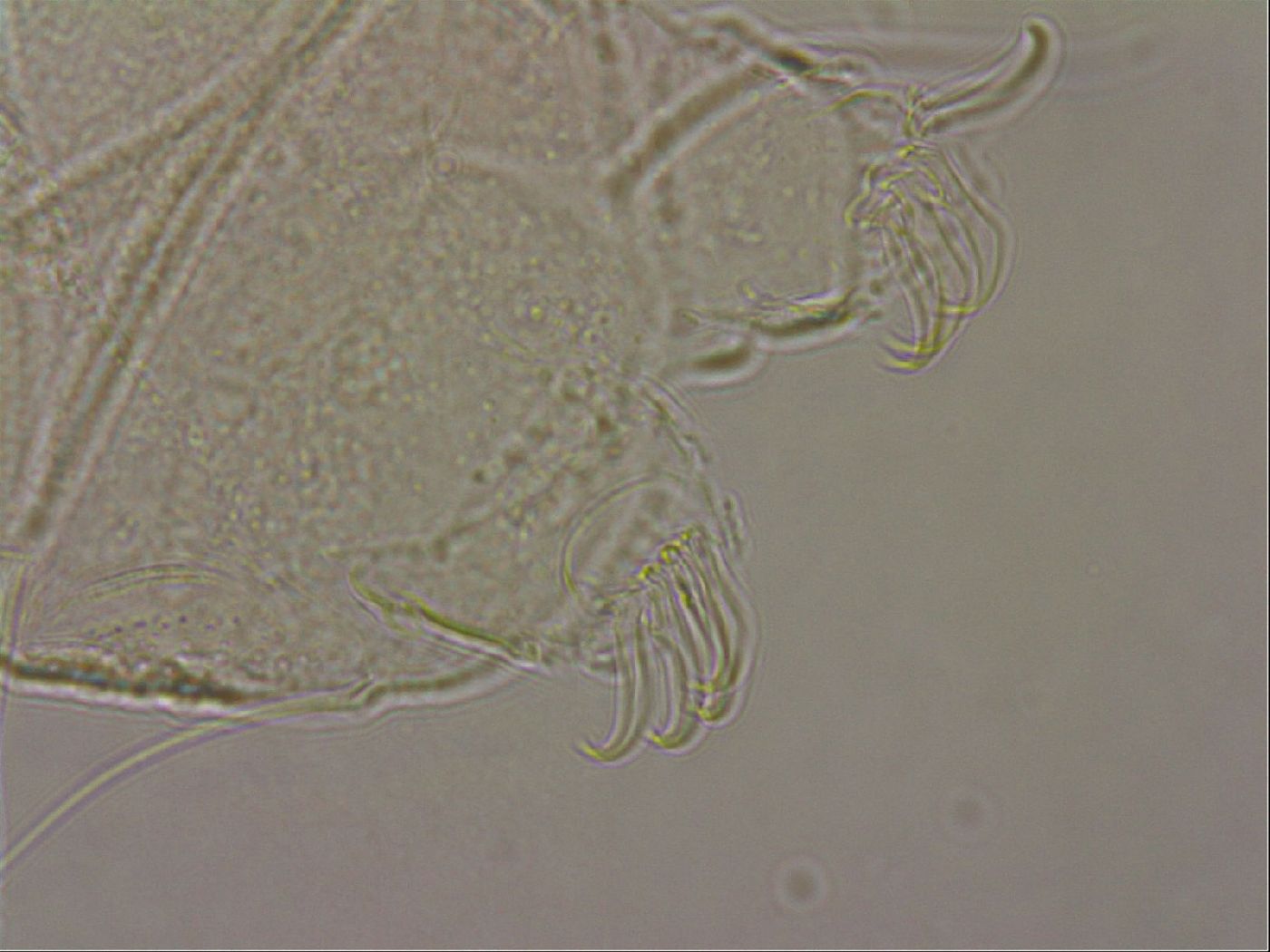 Echiniscus merokensis image