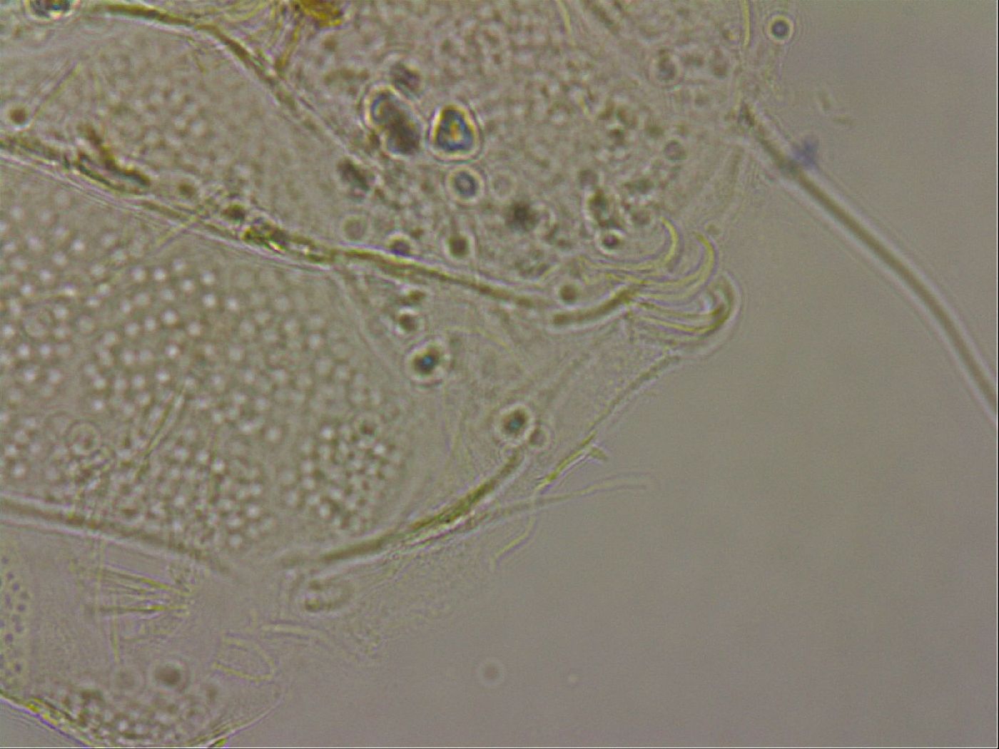 Echiniscus merokensis image