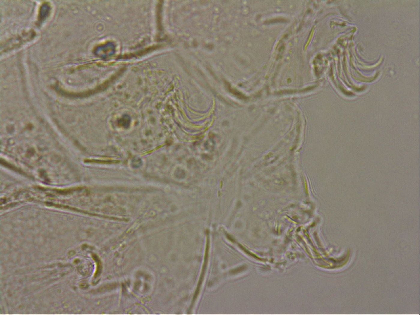 Echiniscus merokensis image