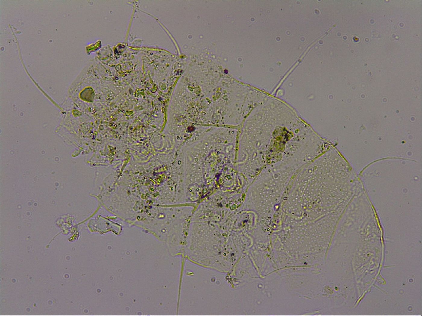 Echiniscus merokensis image