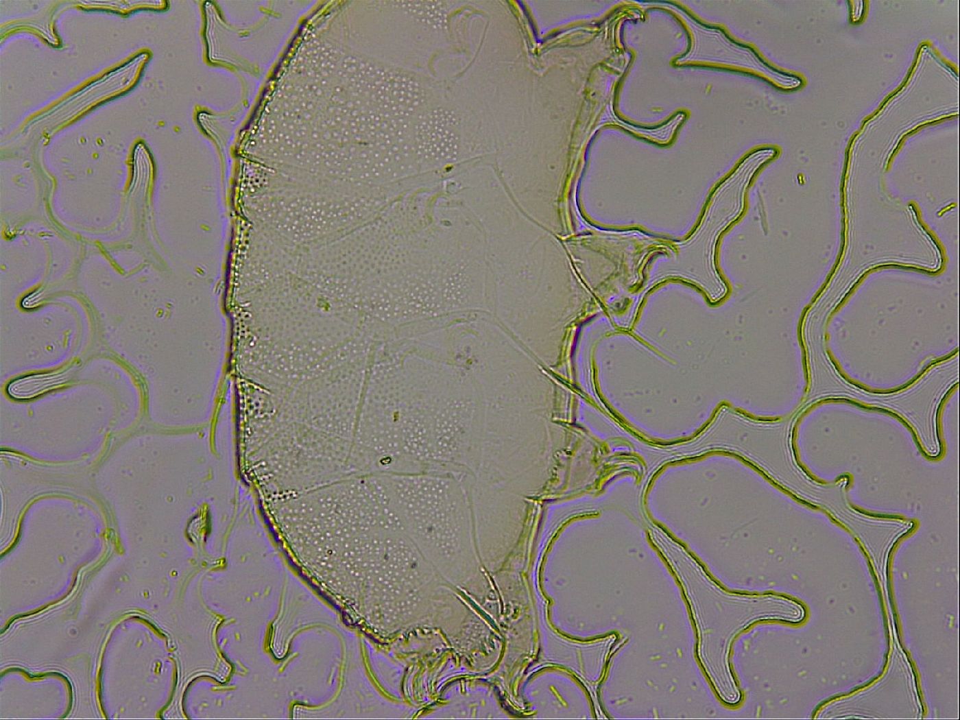 Echiniscus merokensis suecicus image