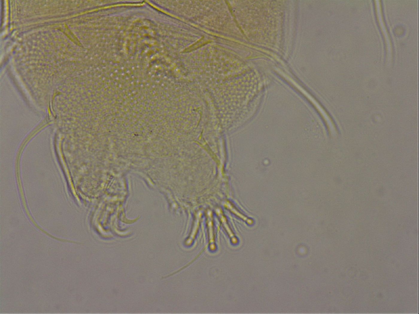 Diploechiniscus oihonnae image