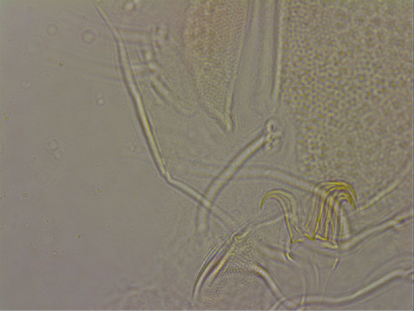 Diploechiniscus oihonnae image