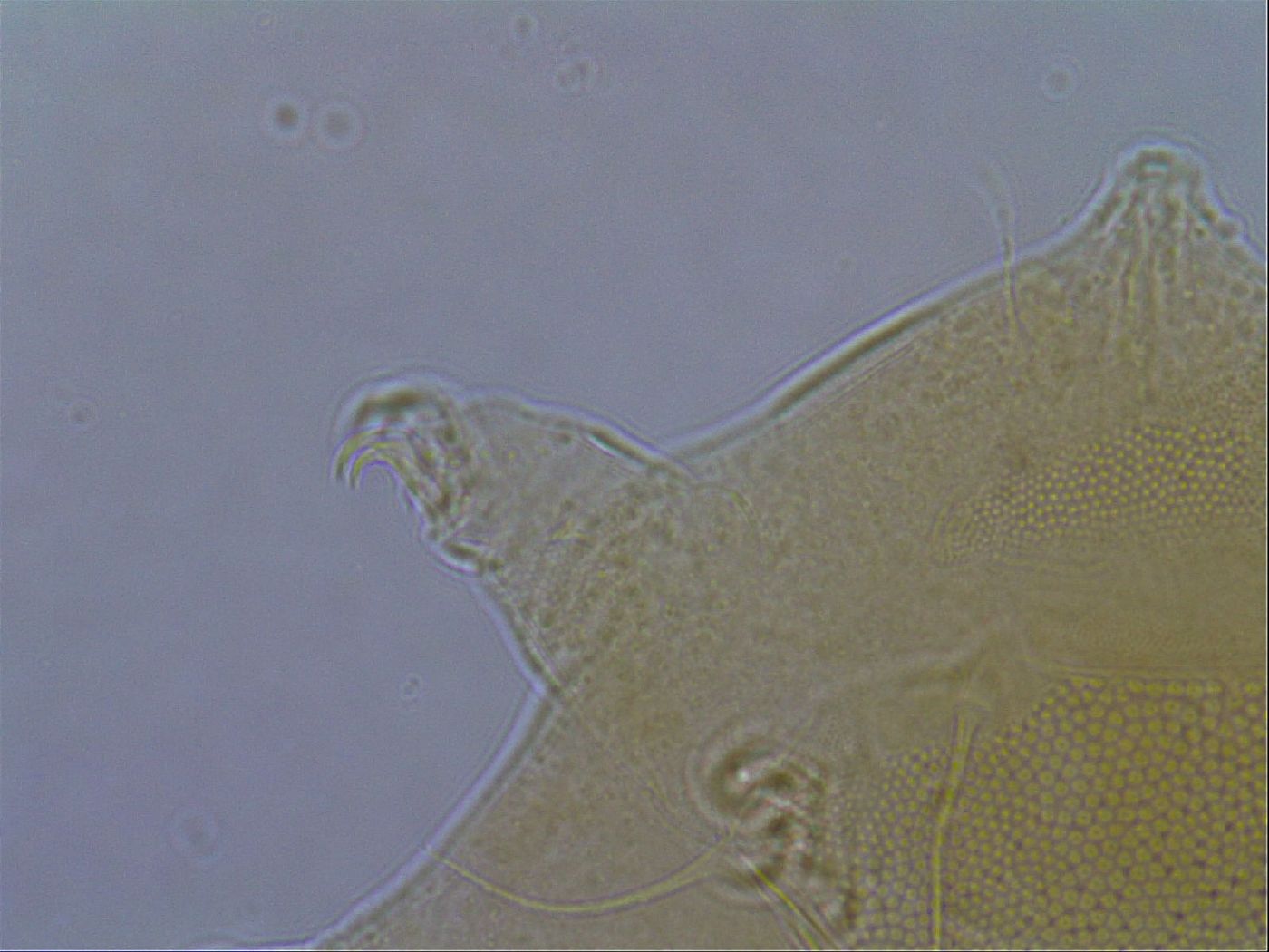 Diploechiniscus oihonnae image