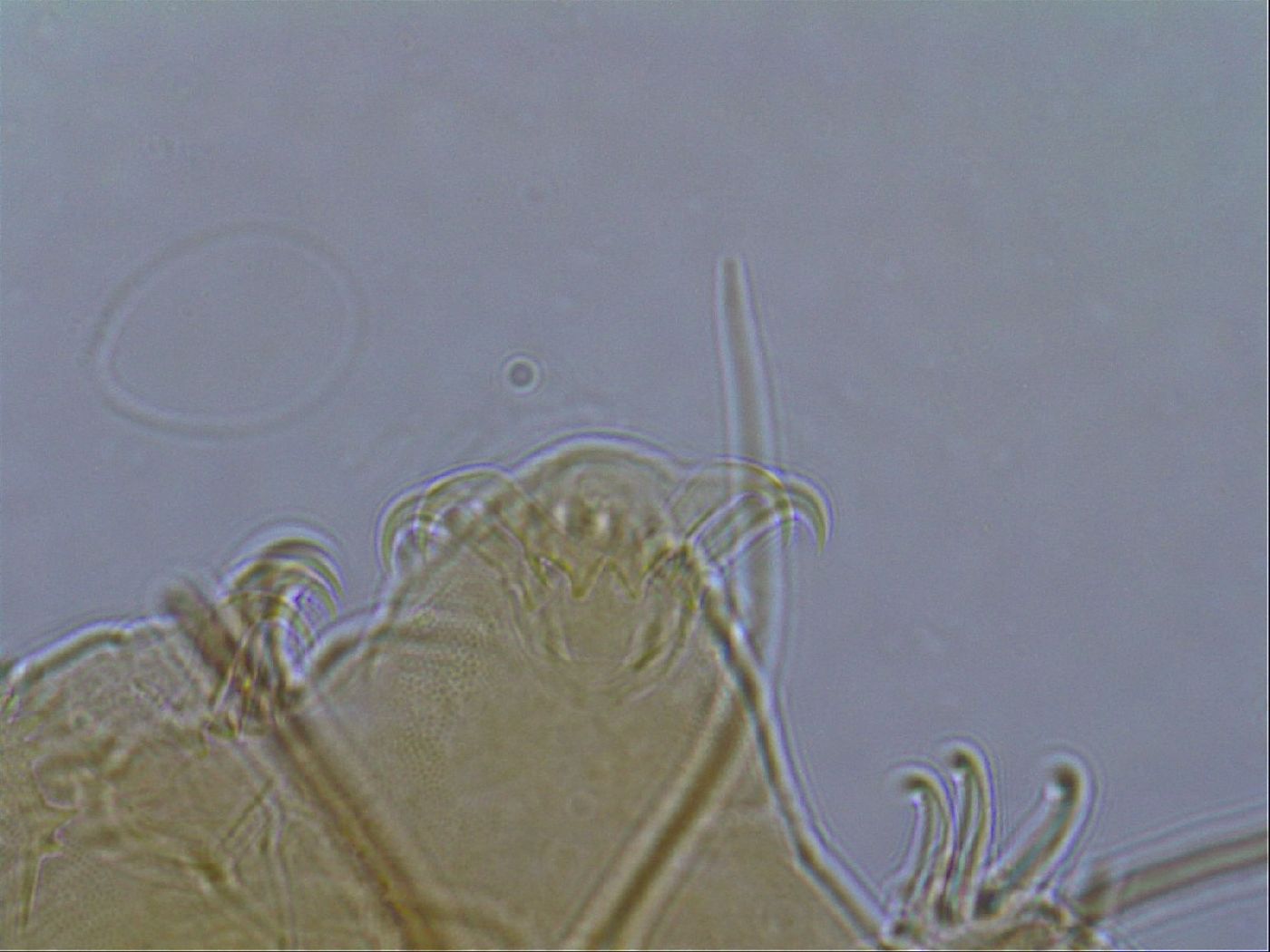Diploechiniscus oihonnae image