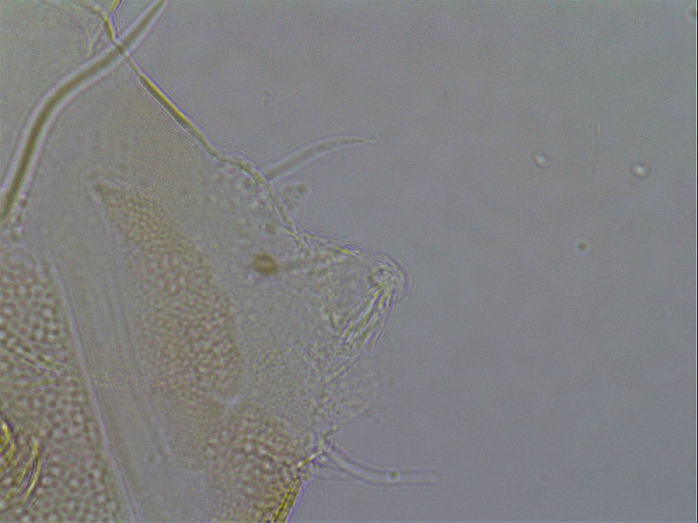 Diploechiniscus oihonnae image