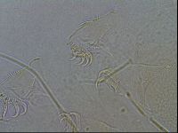 Diploechiniscus oihonnae image