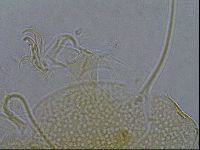 Diploechiniscus oihonnae image