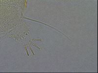 Diploechiniscus oihonnae image