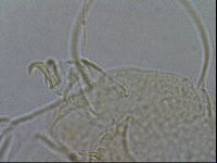 Diploechiniscus oihonnae image