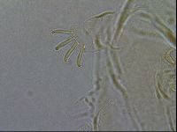 Diploechiniscus oihonnae image