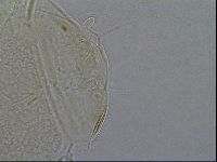 Diploechiniscus oihonnae image