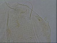 Diploechiniscus oihonnae image