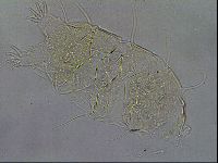 Diploechiniscus oihonnae image