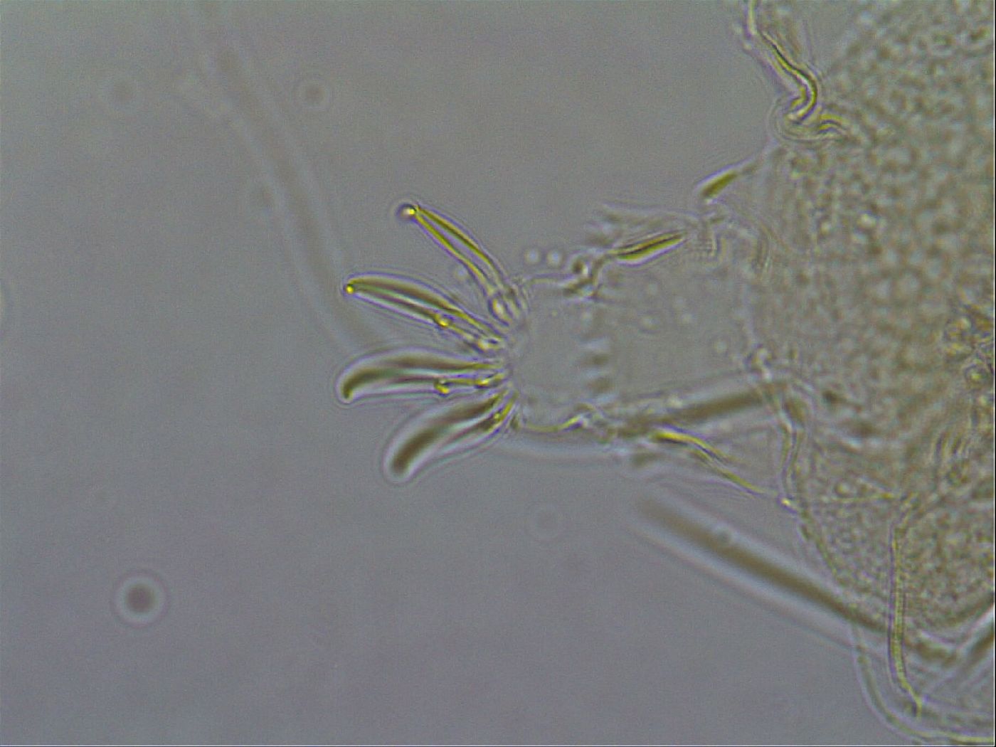 Diploechiniscus oihonnae image