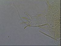 Diploechiniscus oihonnae image