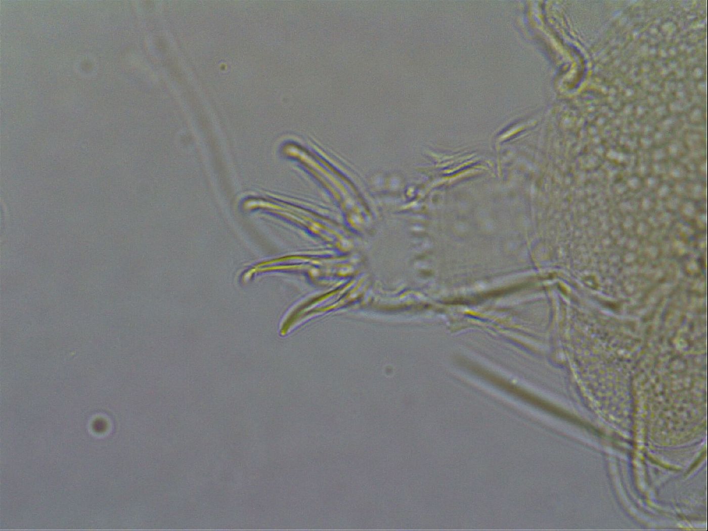 Diploechiniscus oihonnae image