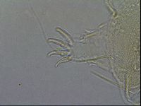 Diploechiniscus oihonnae image