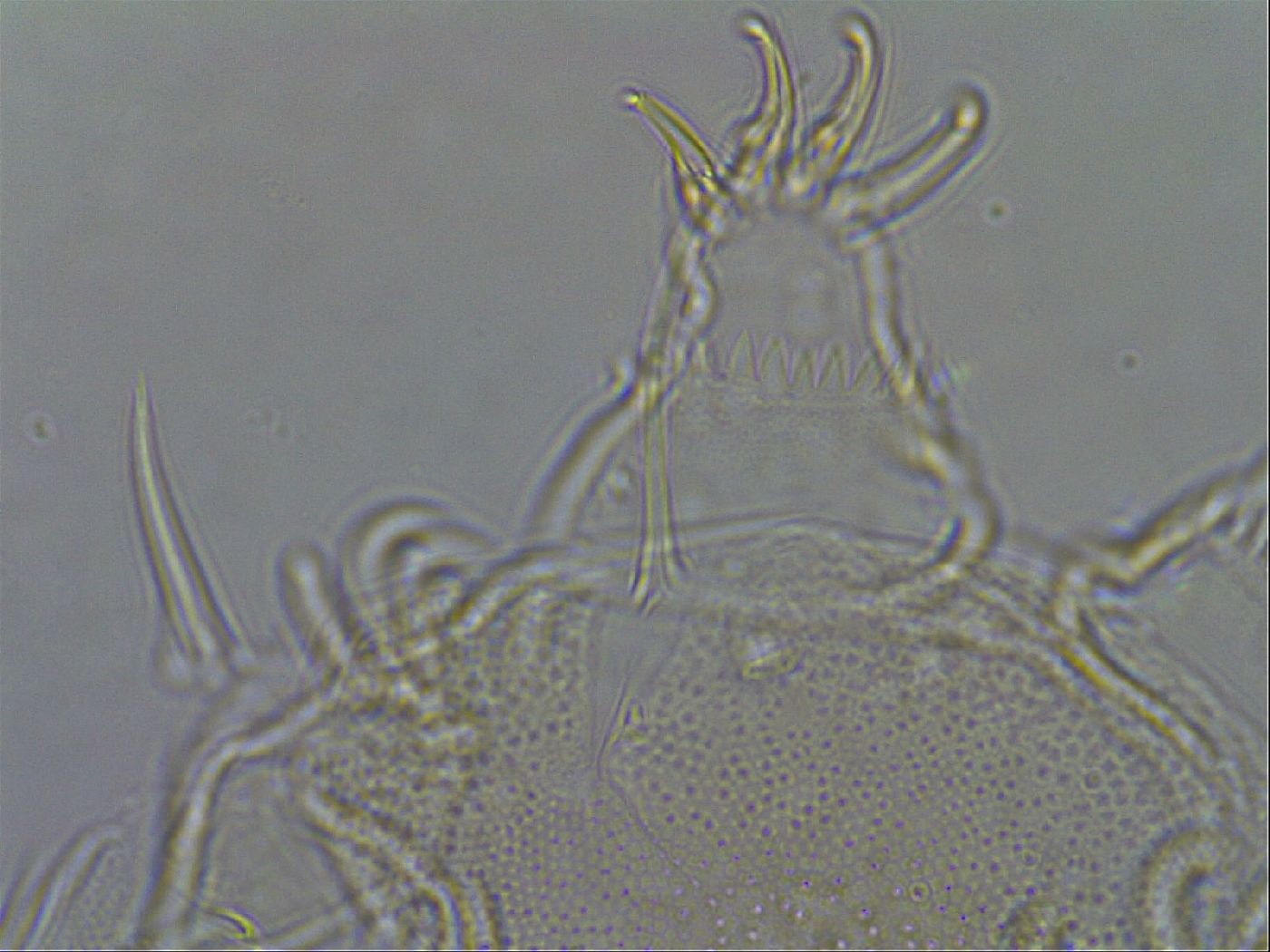 Diploechiniscus oihonnae image