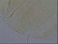 Diploechiniscus oihonnae image