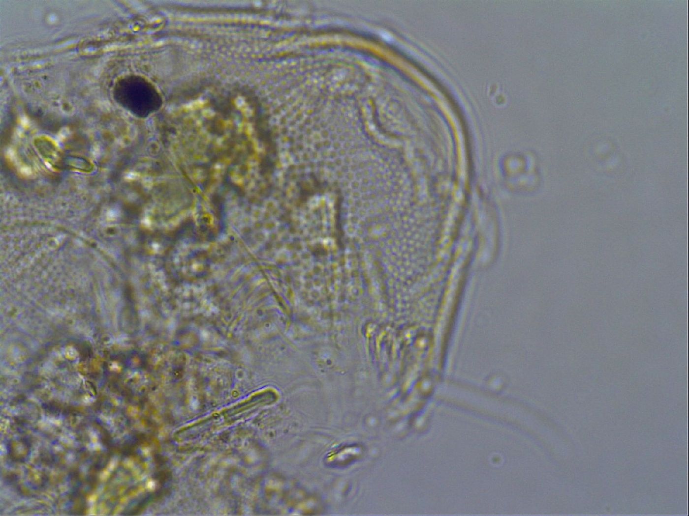 Diploechiniscus oihonnae image