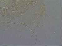 Diploechiniscus oihonnae image