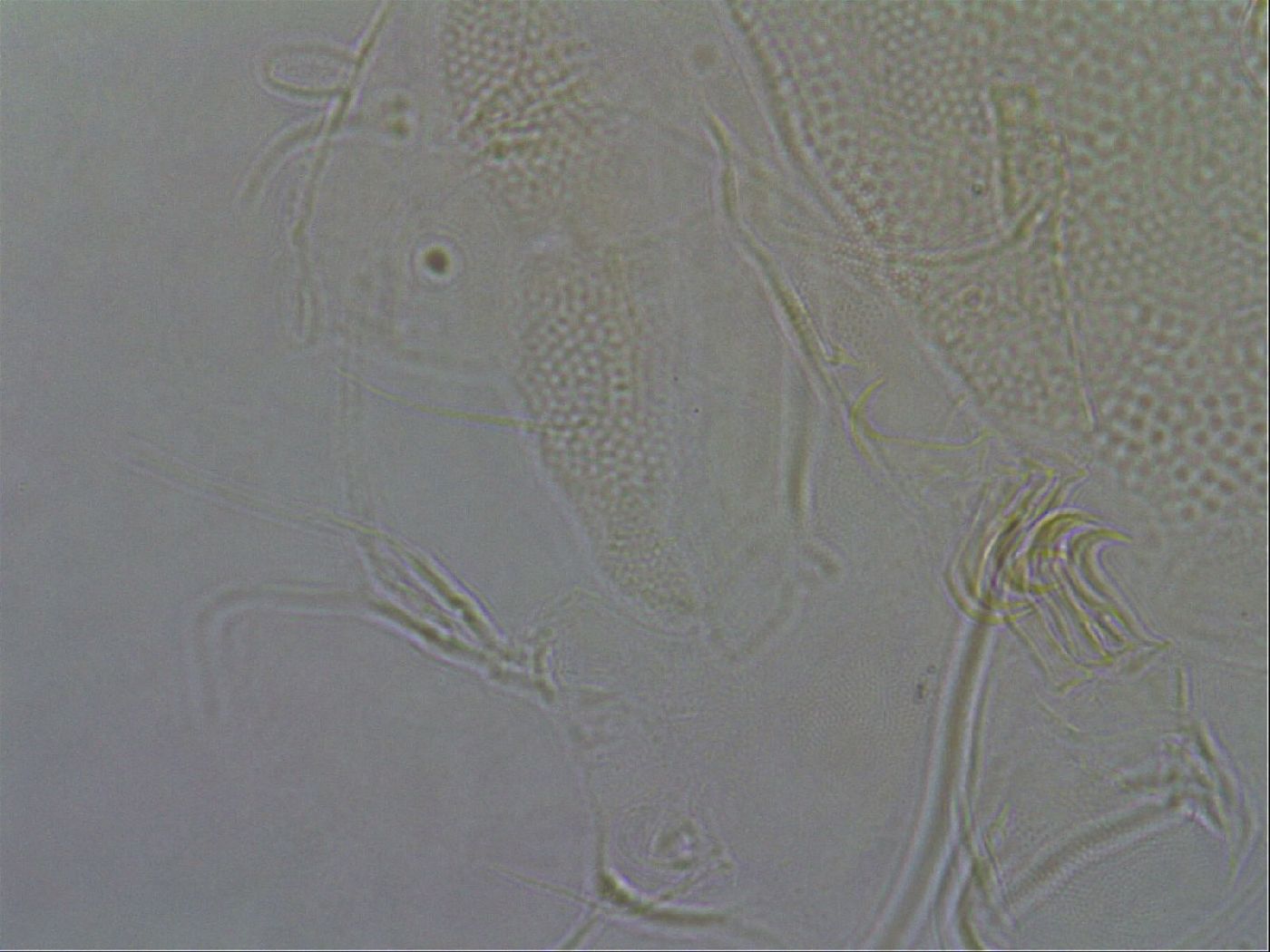 Diploechiniscus oihonnae image