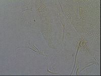 Diploechiniscus oihonnae image