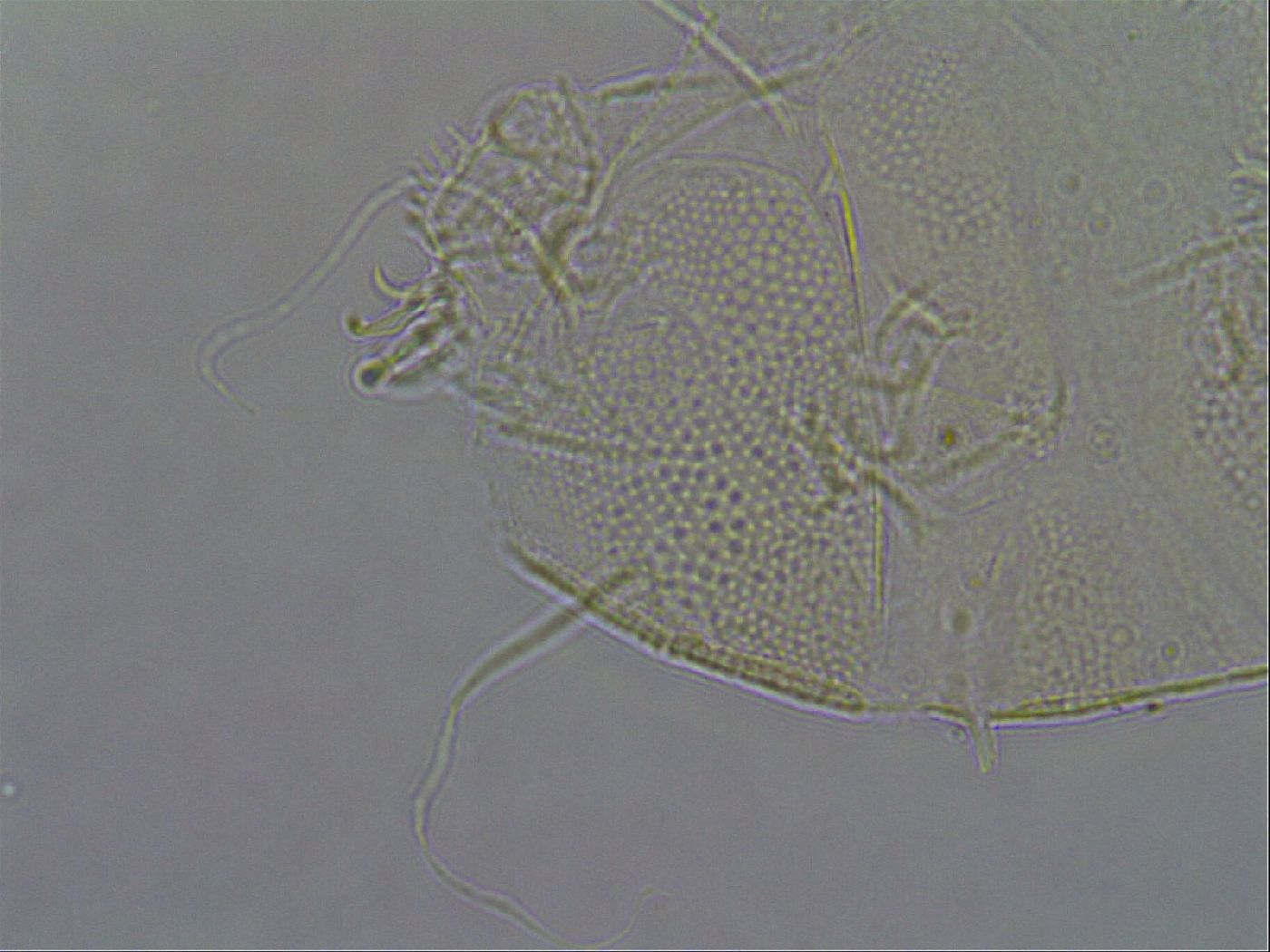 Diploechiniscus oihonnae image
