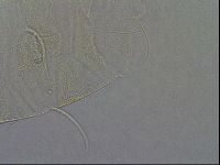 Diploechiniscus oihonnae image