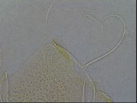 Diploechiniscus oihonnae image