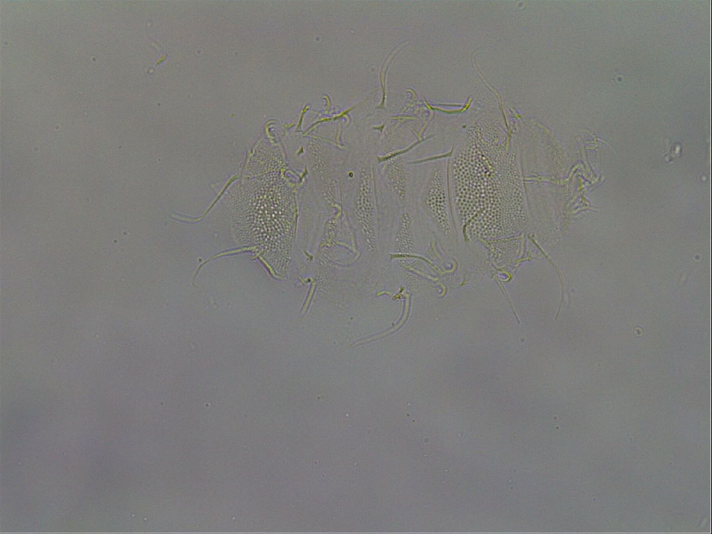 Diploechiniscus oihonnae image