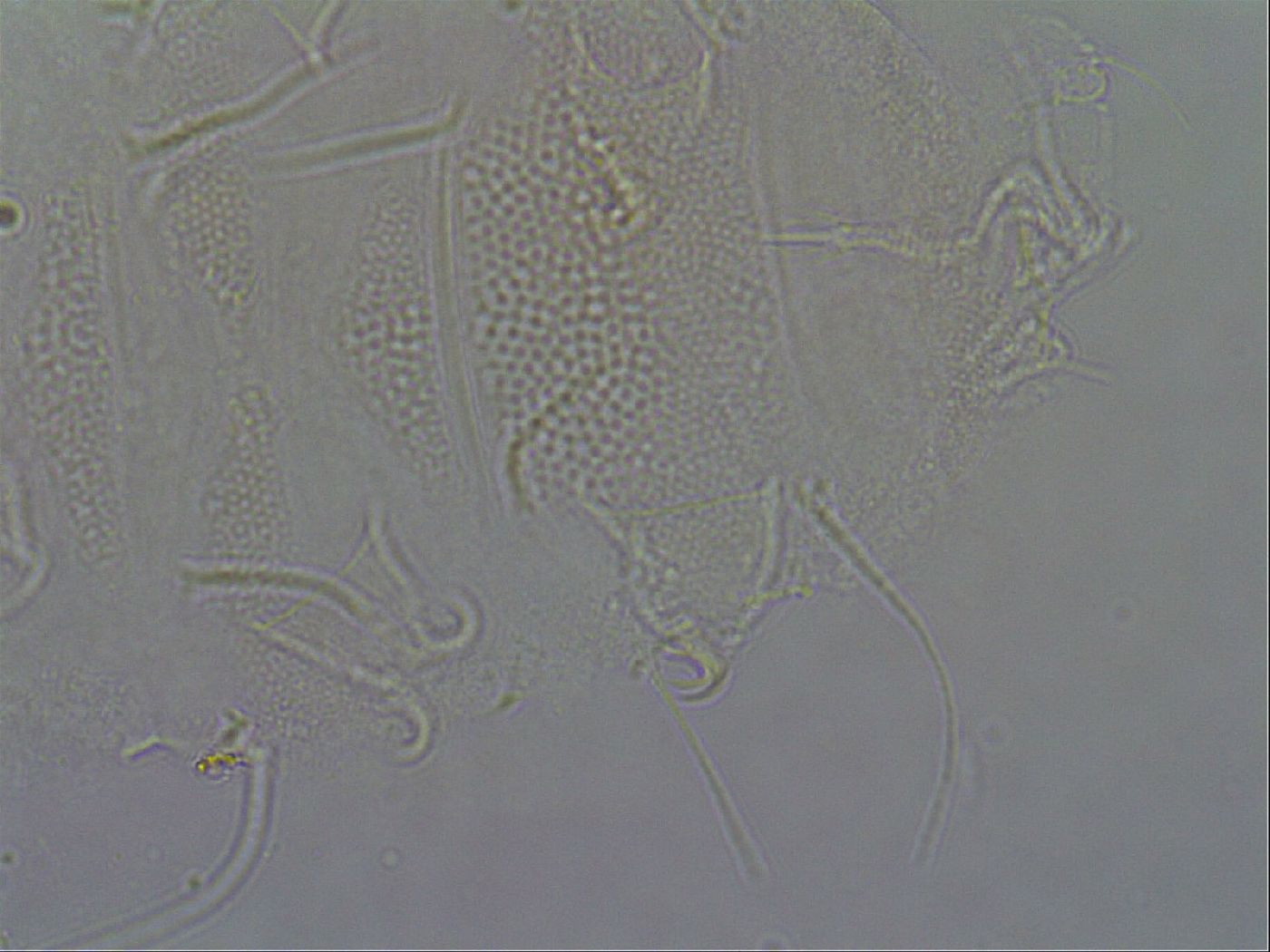 Diploechiniscus oihonnae image