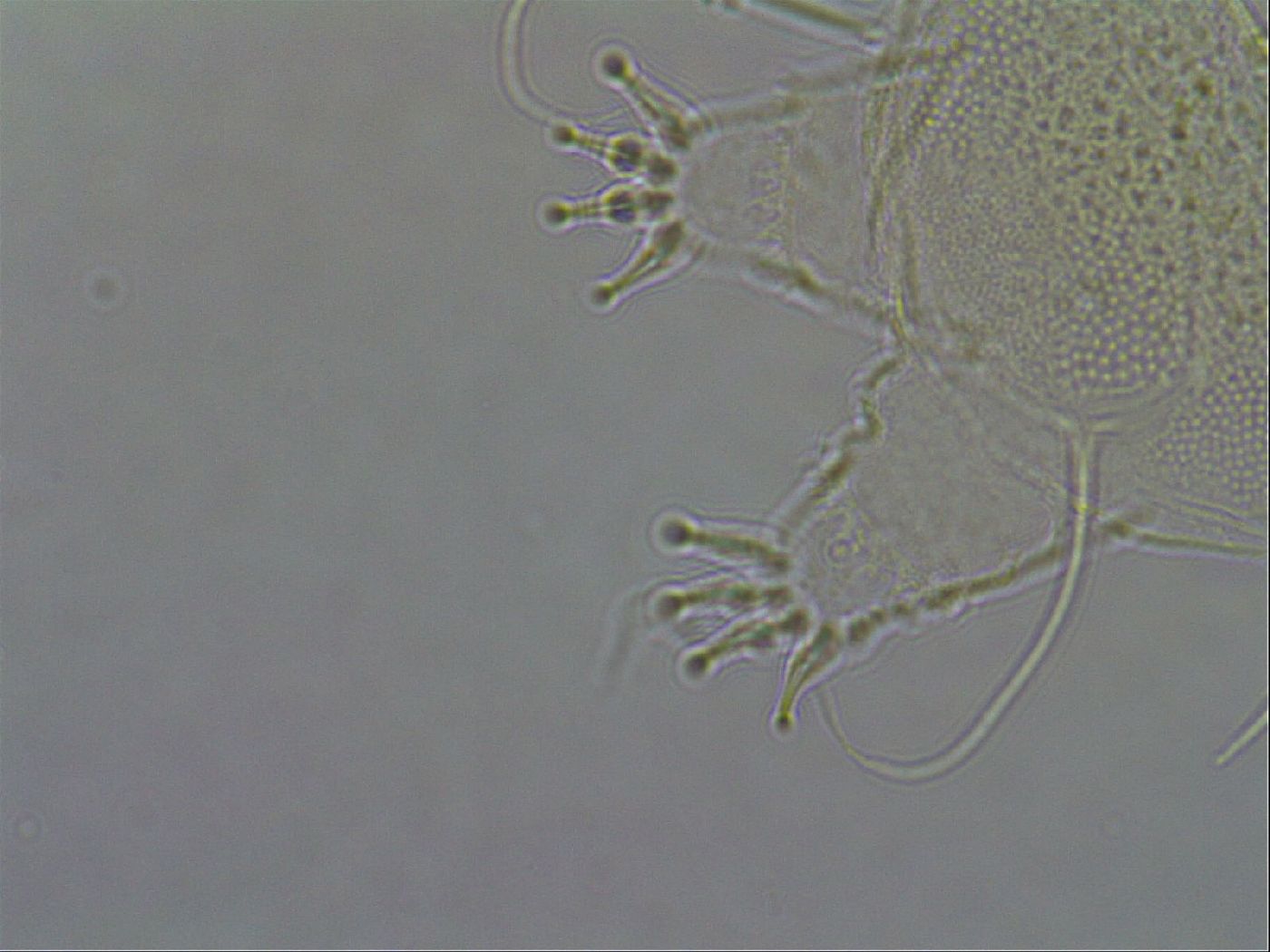 Diploechiniscus oihonnae image