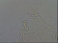 Diploechiniscus oihonnae image