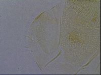 Diploechiniscus oihonnae image