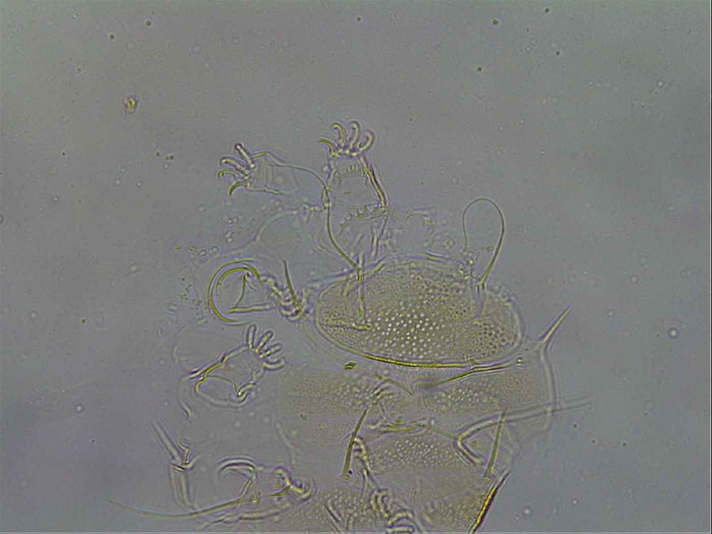 Diploechiniscus oihonnae image