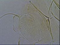 Diploechiniscus oihonnae image