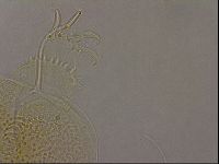 Diploechiniscus oihonnae image