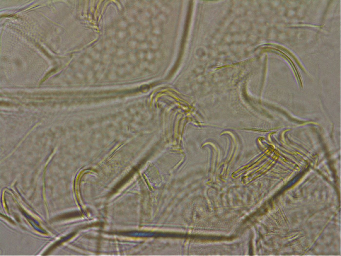 Diploechiniscus oihonnae image