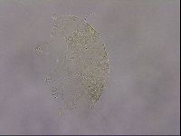 Diploechiniscus oihonnae image