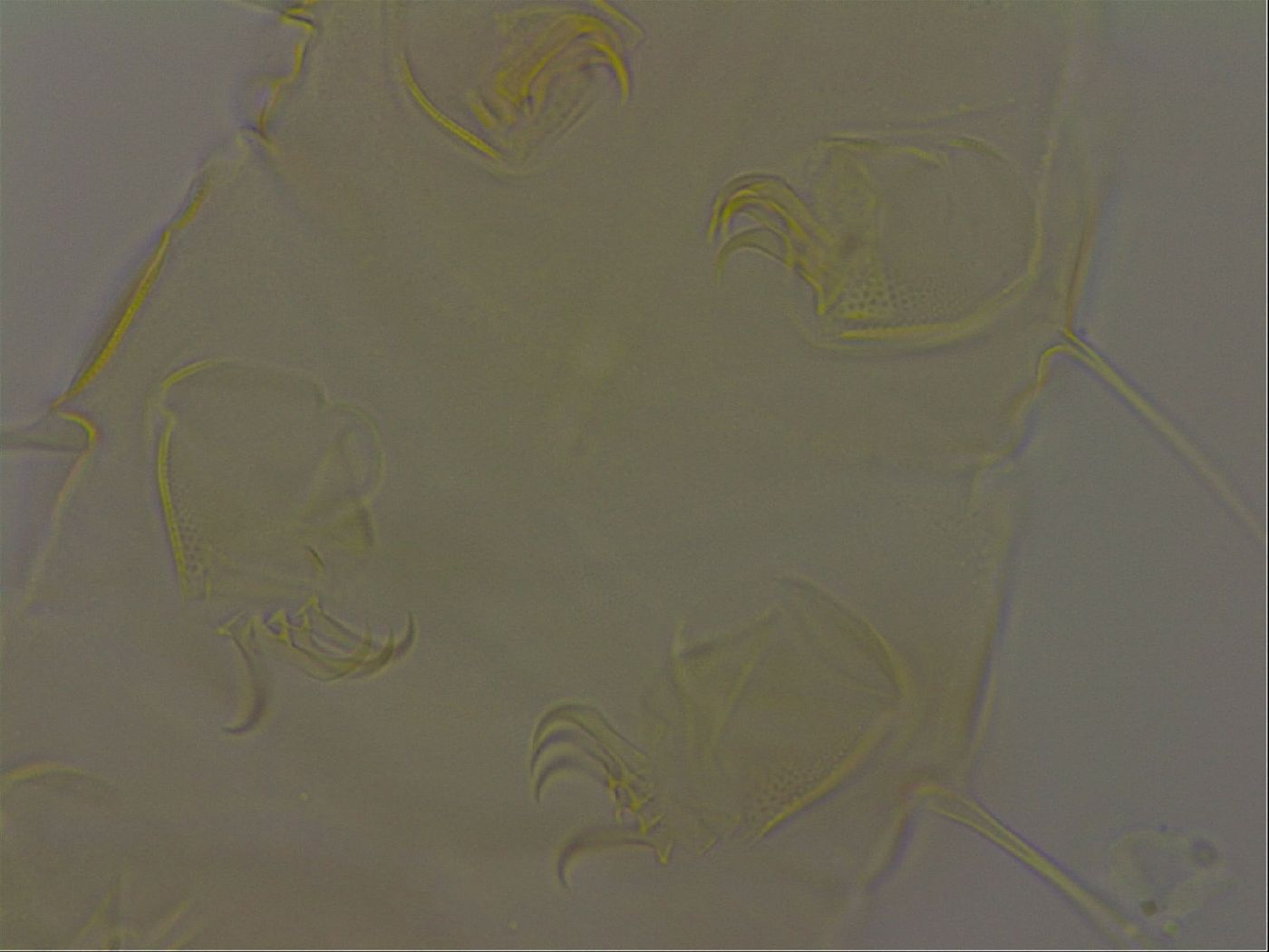 Diploechiniscus oihonnae image